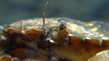 复合眼睛绿色海岸蟹卡西努斯maenas卡西努斯埃斯图里侵入性的物种
